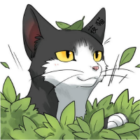 夜猫qii
