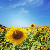 AiSunflower向日葵债务