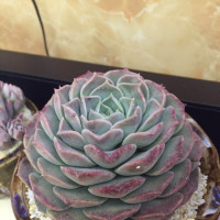 博文的养花生活