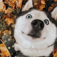 老王日记