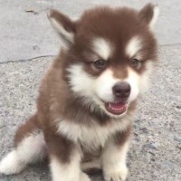 王小旺z