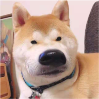 娱乐八卦柴