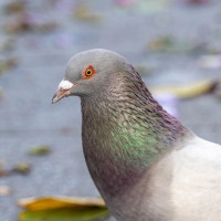 祺鸽咕咕咕