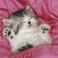 八爪猫ENT