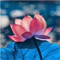 易说莲花