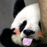 自由的熊猫5987