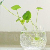 本草方