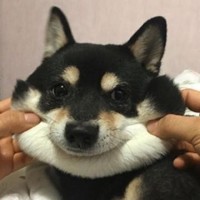 饭团游戏君